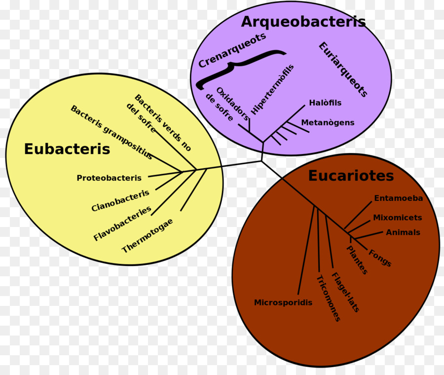 Филогенетическое древо，Бактерии PNG