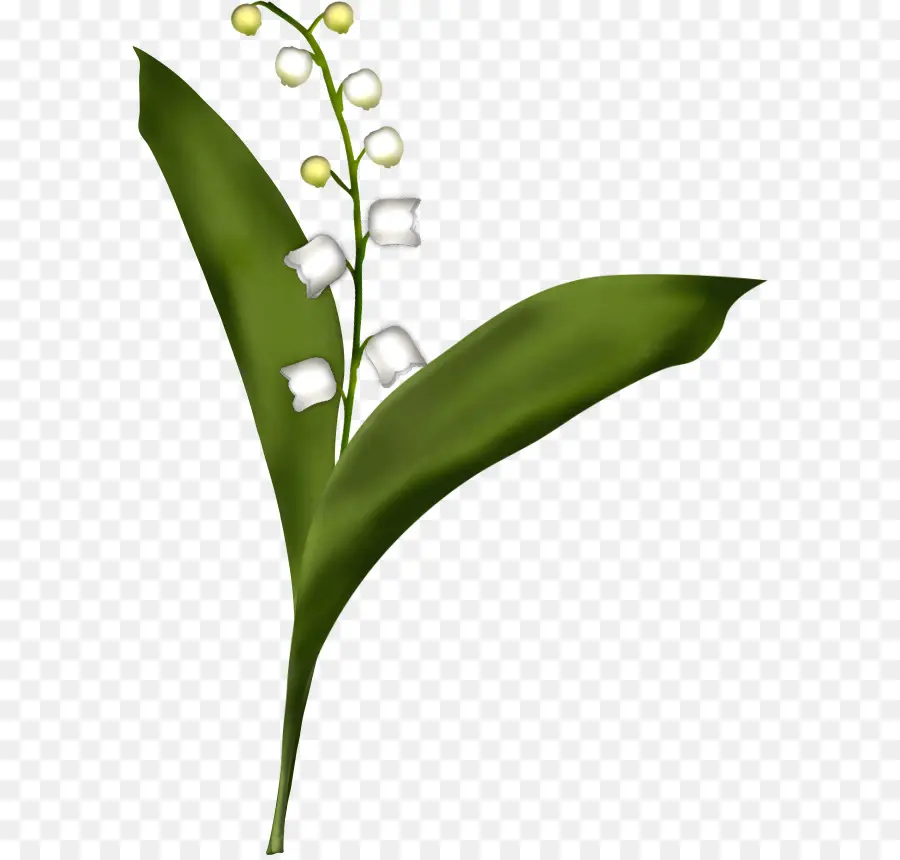 ландыш，цветок PNG