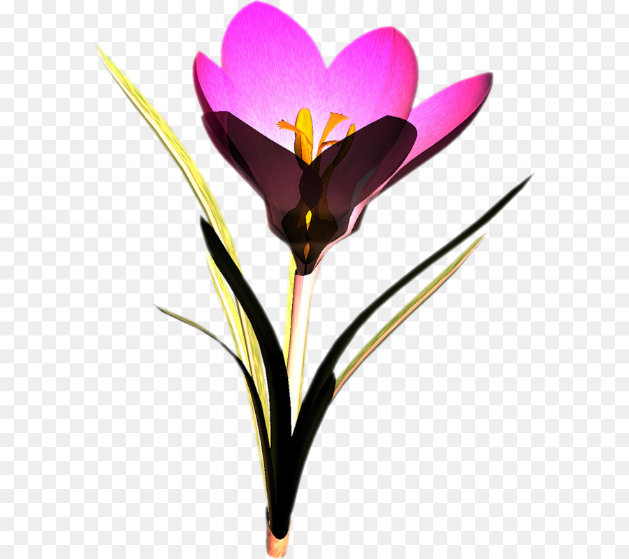 Крокус，цветок PNG