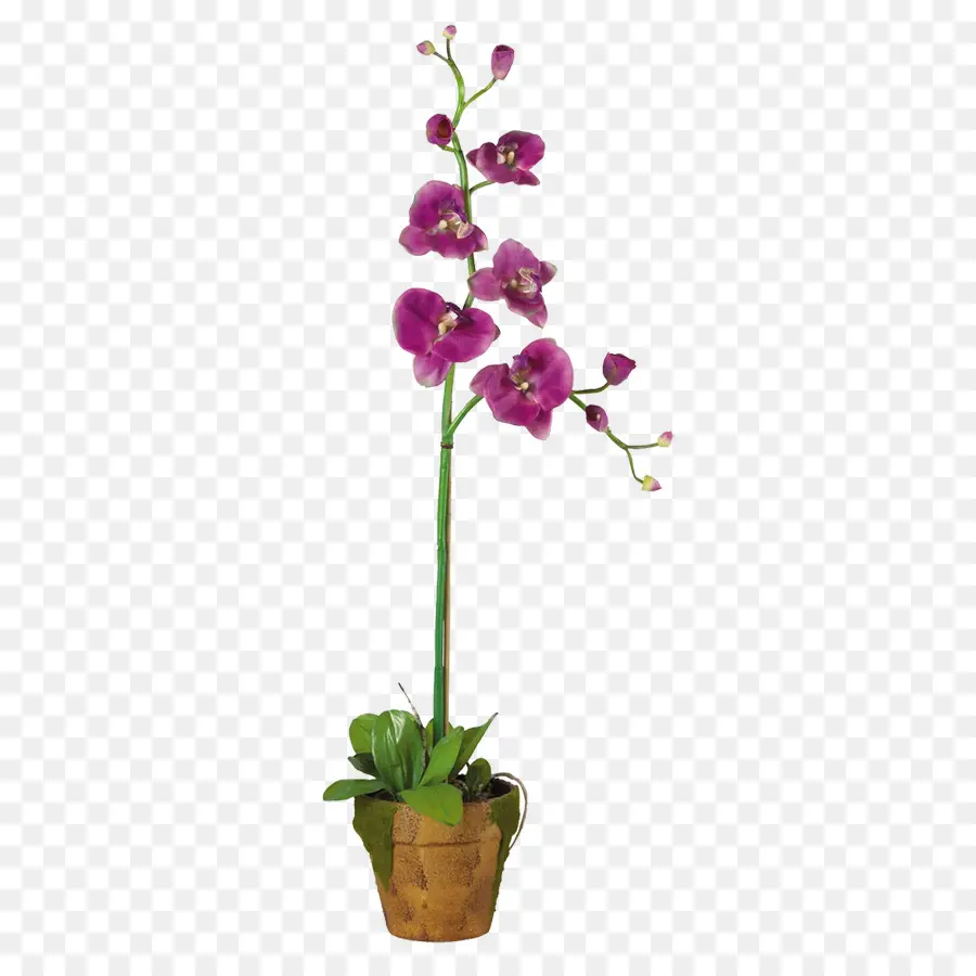 мотылек орхидеи，горшок PNG