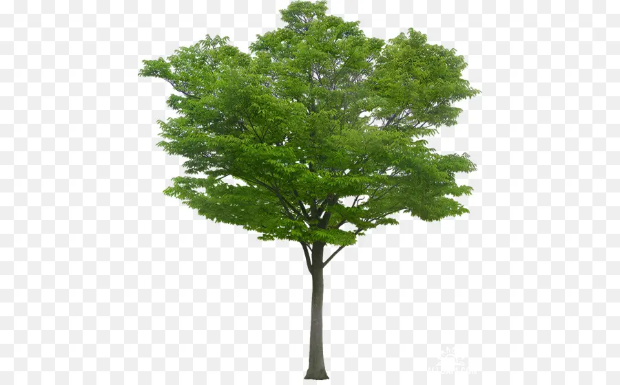 дерево，обои для рабочего стола PNG