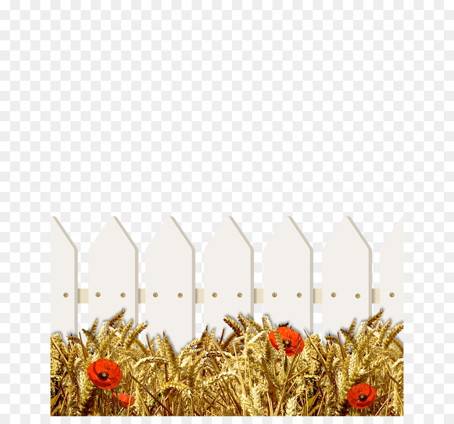 Grasses，пшеницы PNG
