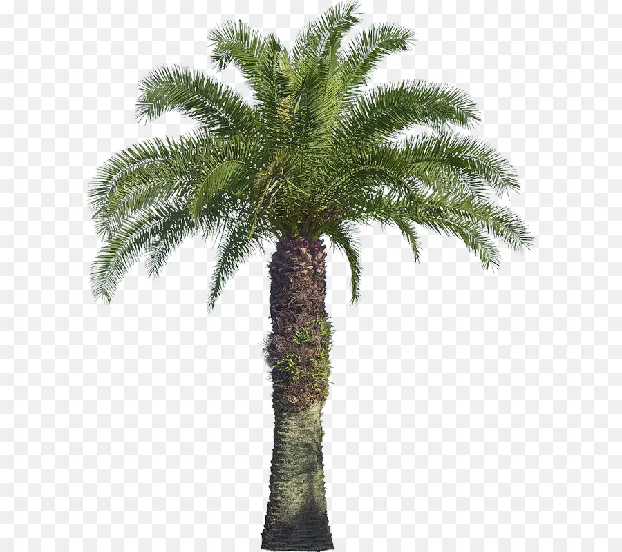 Arecaceae，дерево PNG