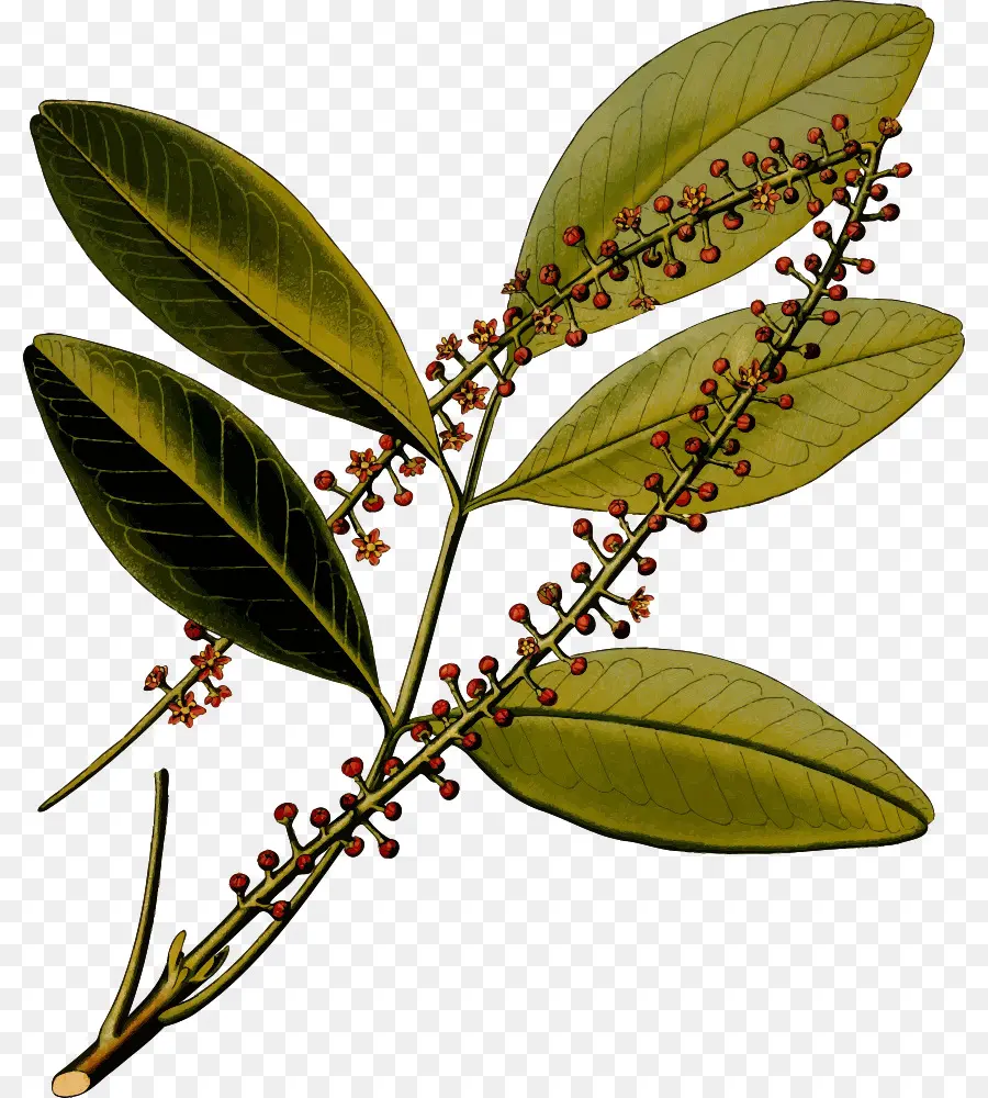 жаборанди，лекарственные растения Келер PNG