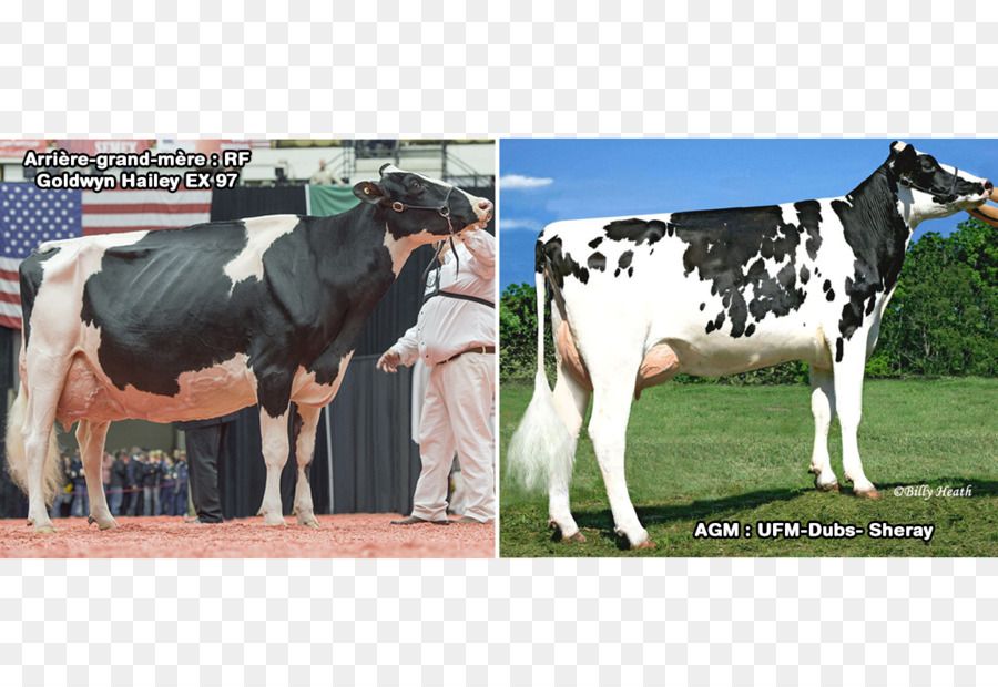 молочный скот，голштино фризской породы крупного рогатого скота PNG