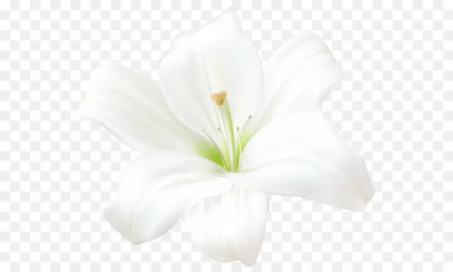 цветок，Лилия PNG
