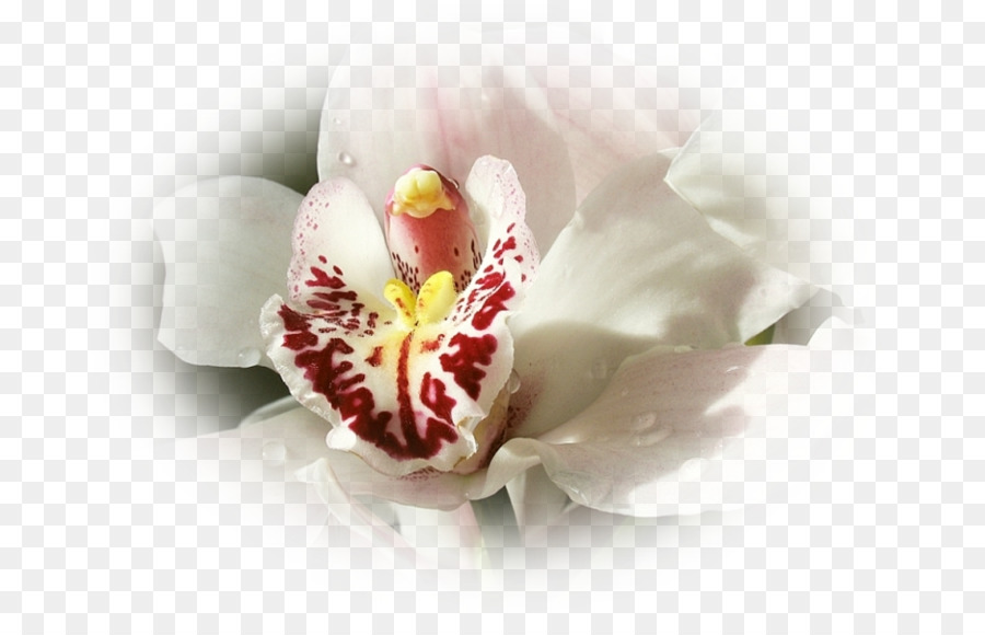 мотылек орхидеи，Closeup PNG