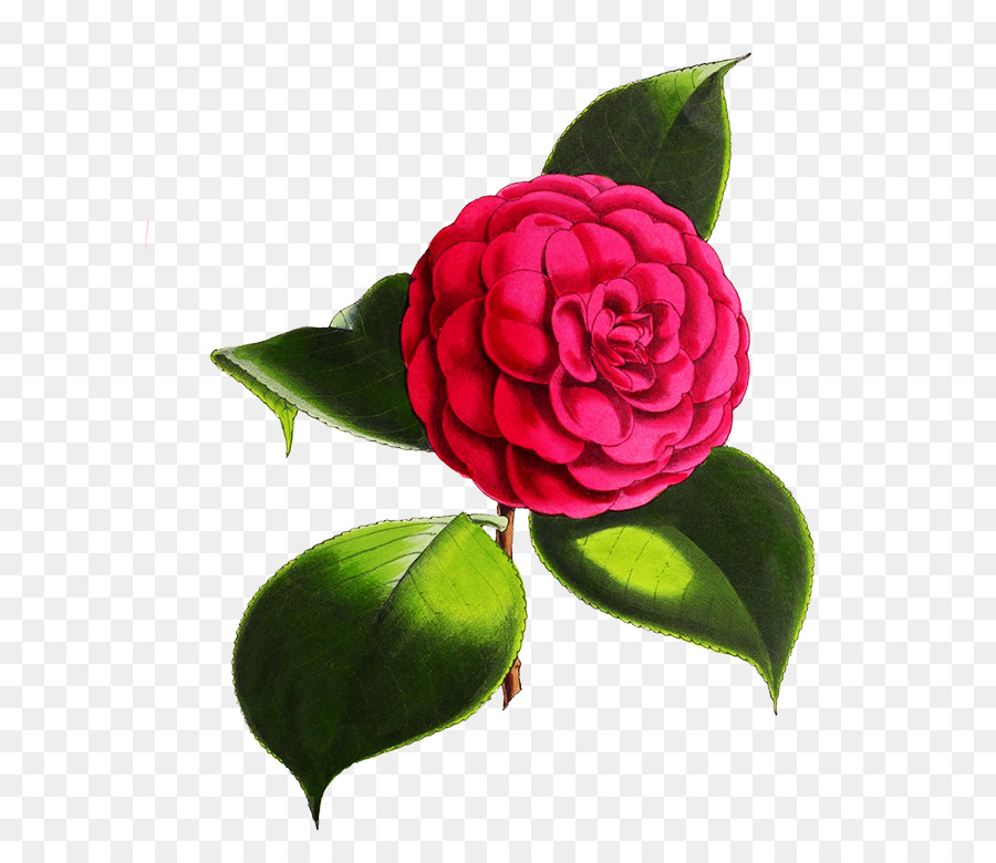 сад роз，японская Камелия PNG