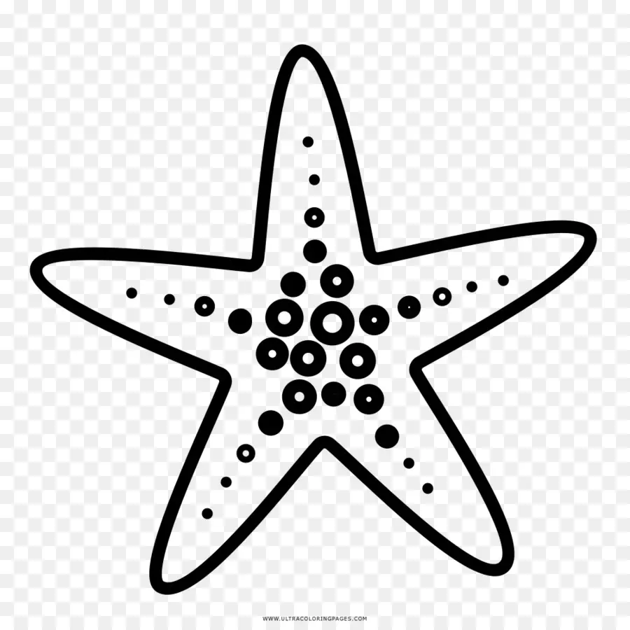 морская звезда，рисунок PNG