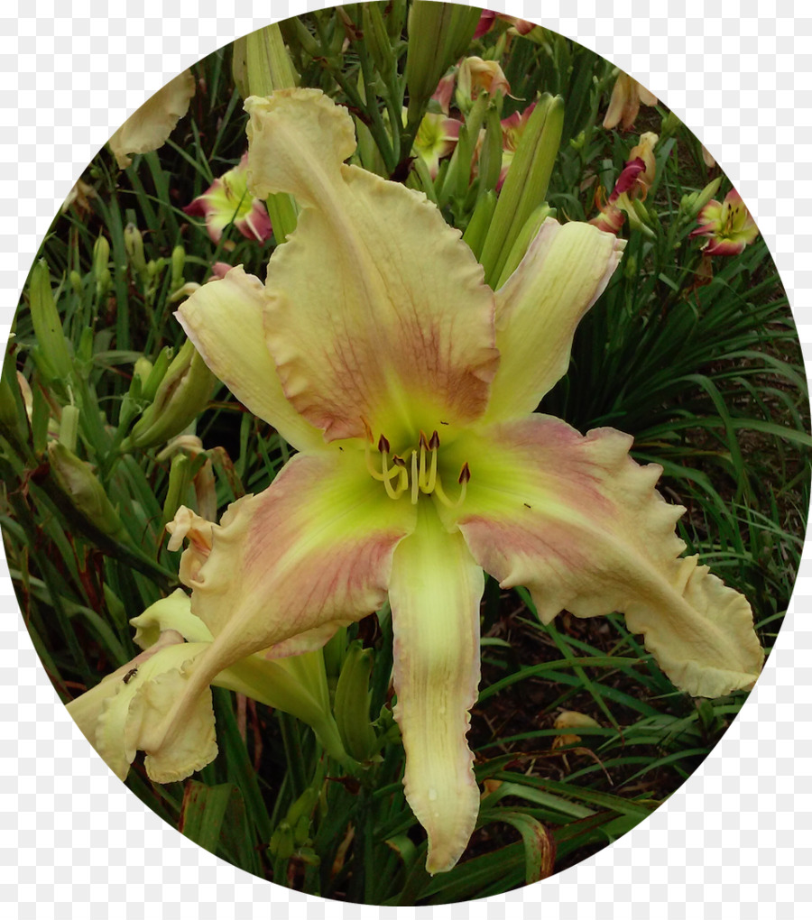 лилейник，цветущее растение PNG