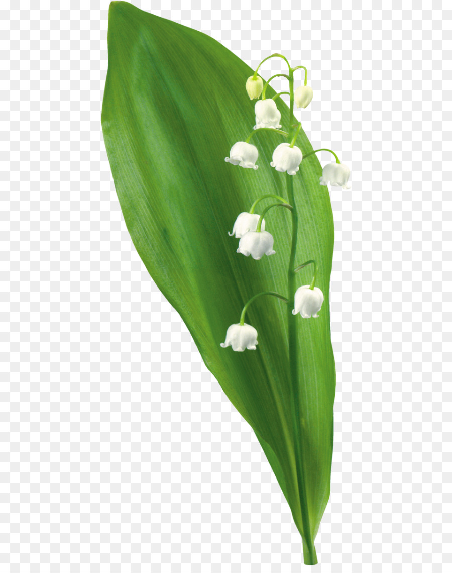 цветок，графический дизайн PNG