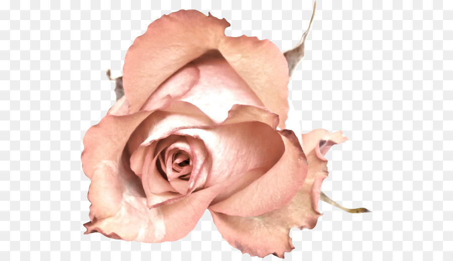 сад роз，роза PNG