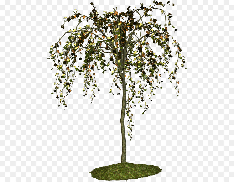 прутик，дерево PNG
