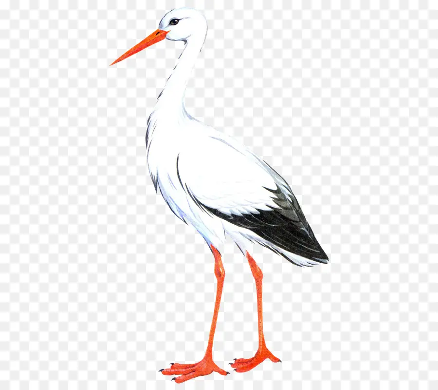 белый аист，птица PNG