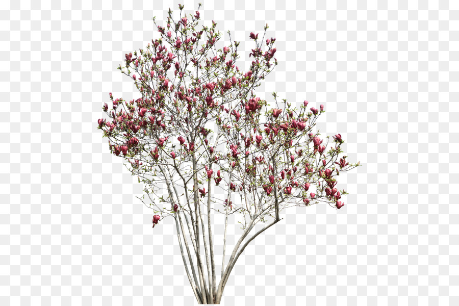 дерево，красный PNG