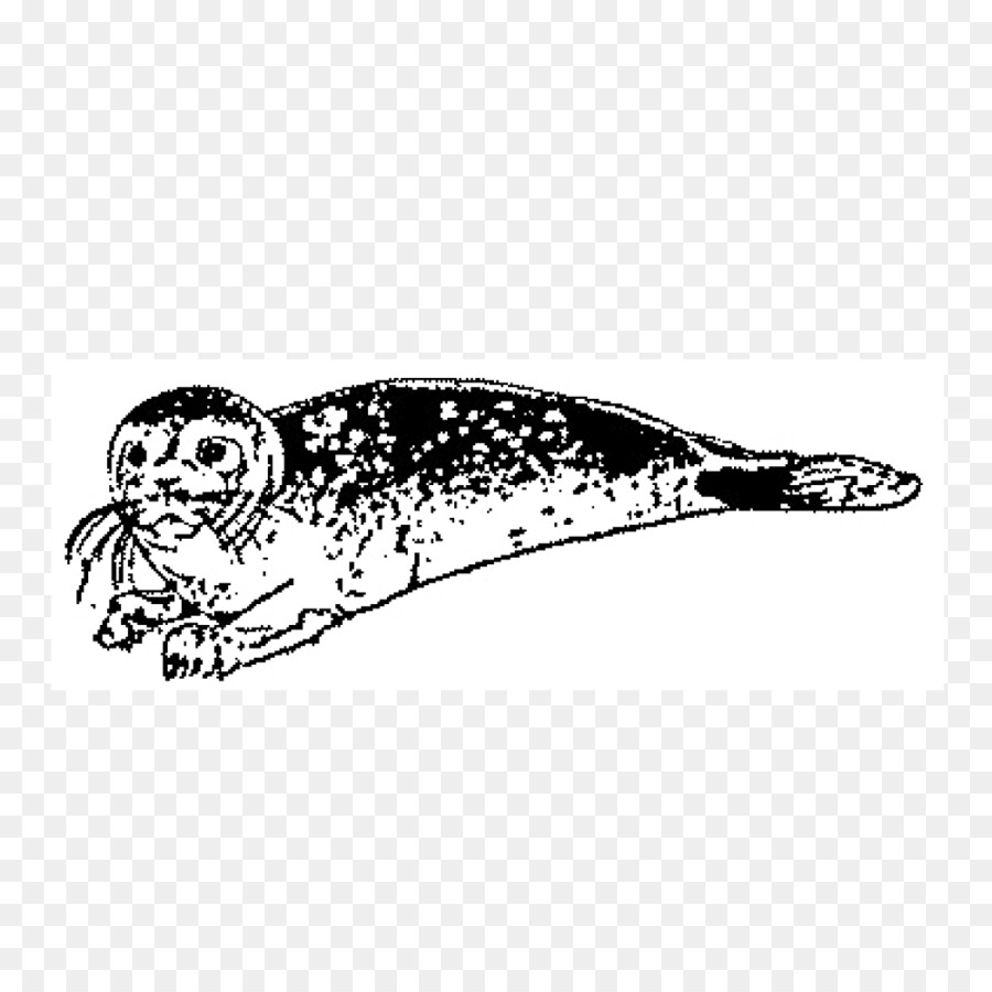 настоящие тюлени，рисунок PNG