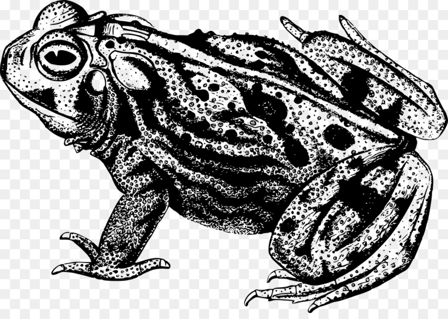 Остромордая лягушка рисунок