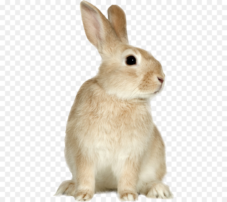 пасхальный кролик，лакировщика Pro PNG