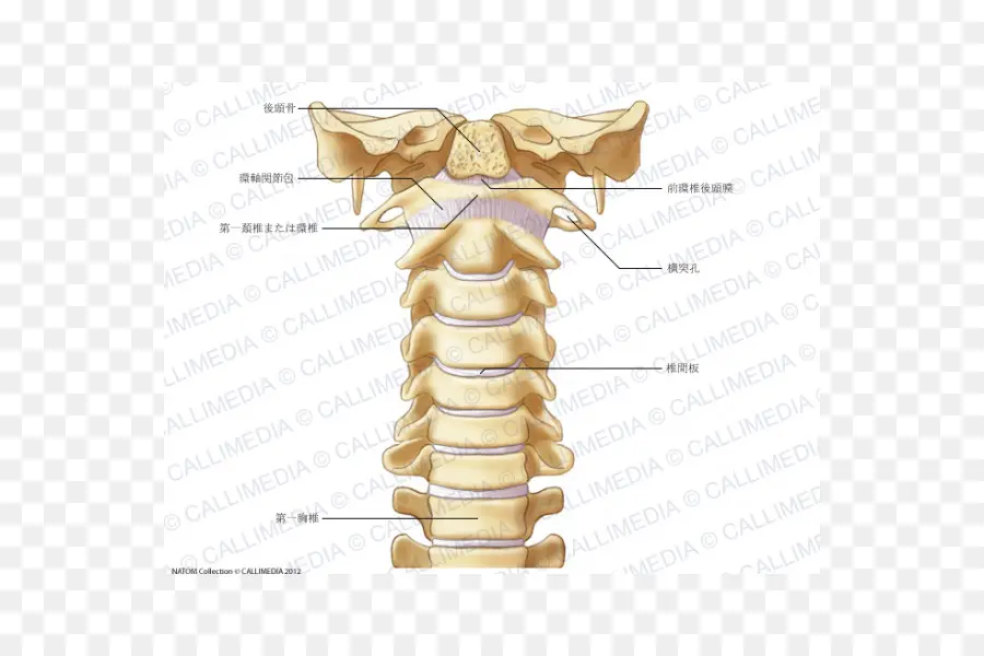 Шейный отдел позвоночника，Позвонки PNG