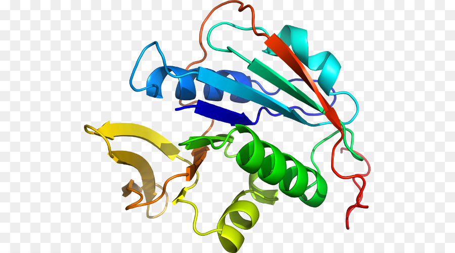 Структура белка，Молекула PNG