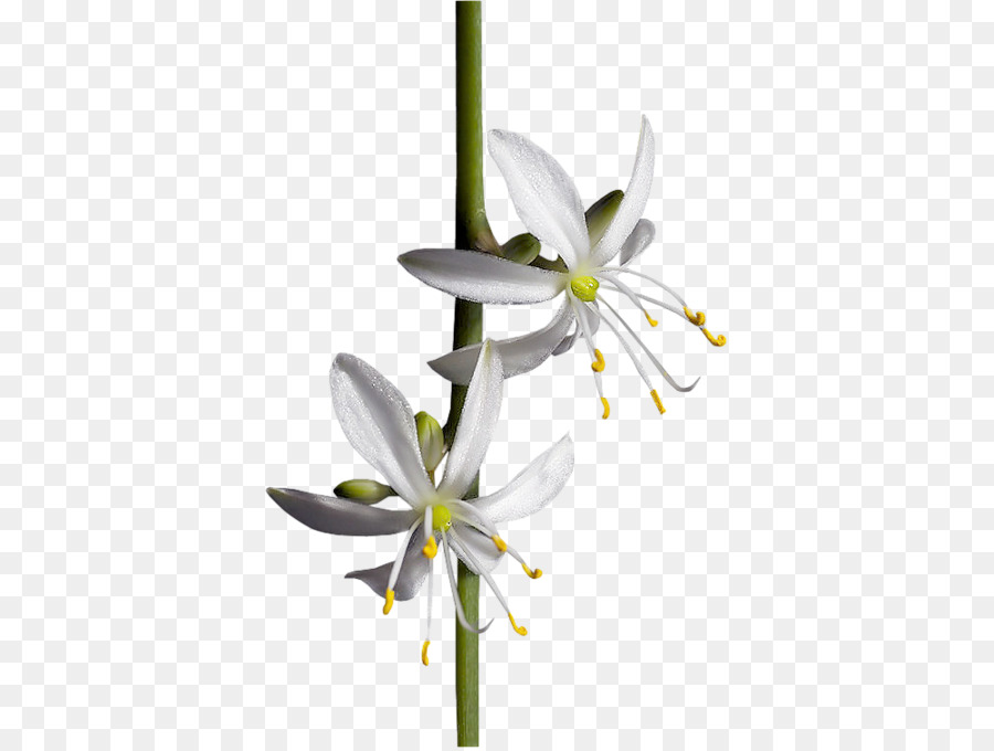 игры Tinypic，цветок PNG