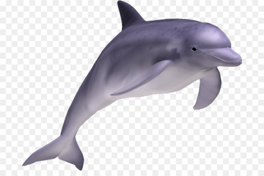 Дельфин. 