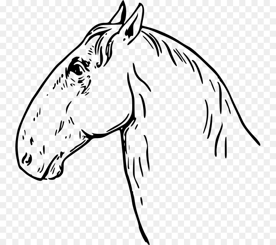 фризская лошадь，жеребенок PNG