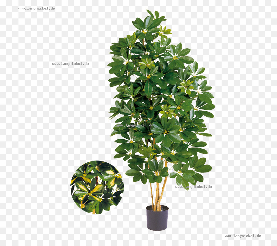 дерево，шеффлера Actinophylla PNG