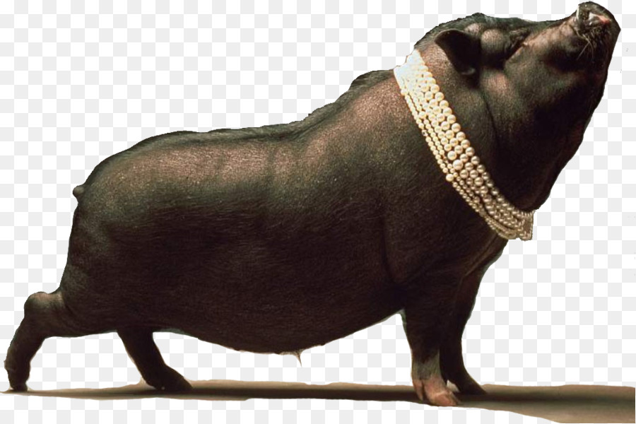 черной иберийской свиньи，свинья PNG