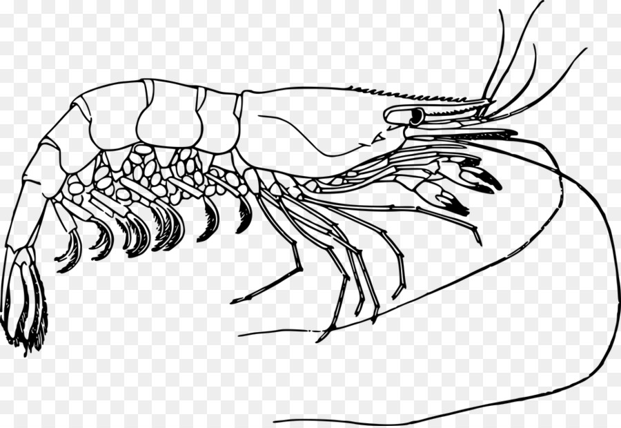 Креветка рисунок чб
