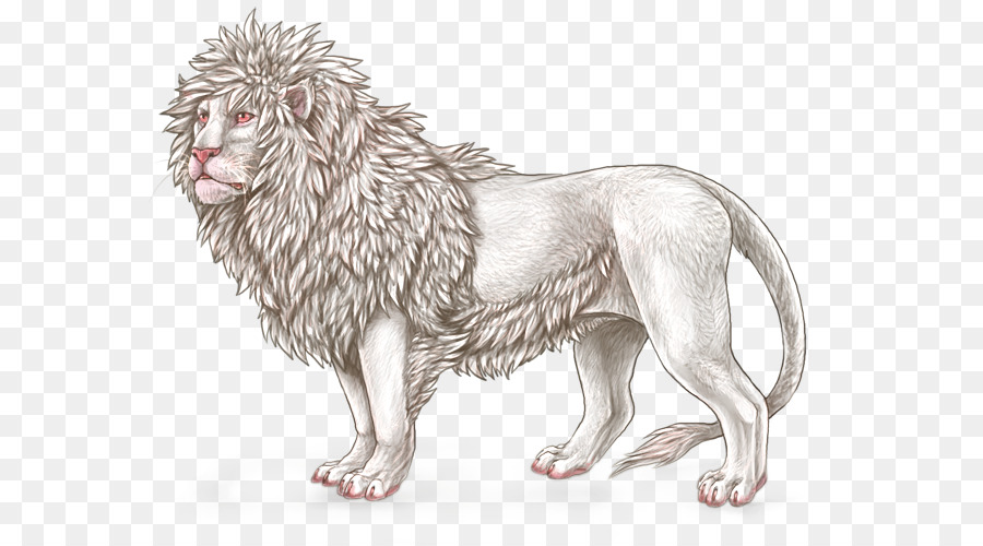 Лев，собака породы PNG