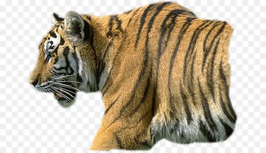 тигр，письмо PNG