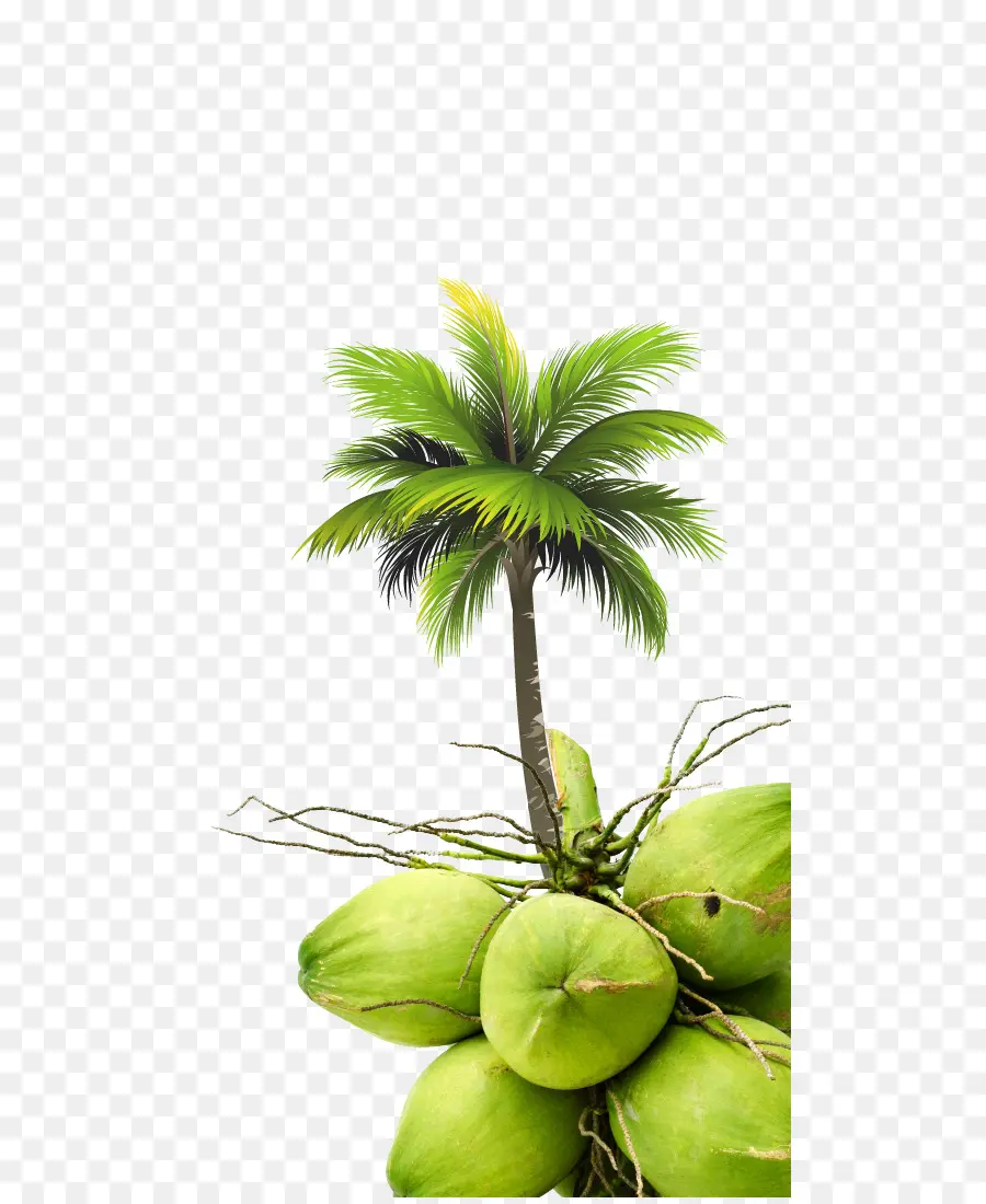 кокосовое，Arecaceae PNG