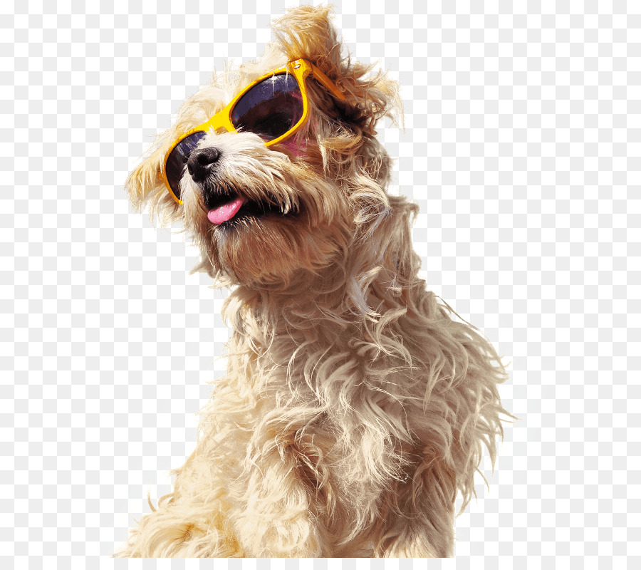 голландский Smoushond，Morkie PNG