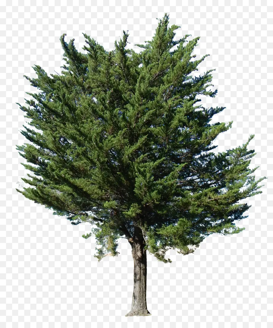 сосна，дерево PNG