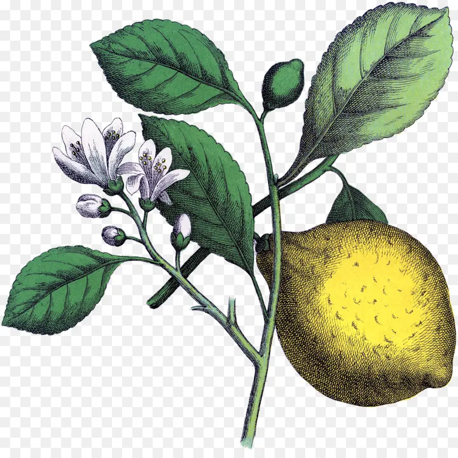 лимон，Ботаническая иллюстрация PNG