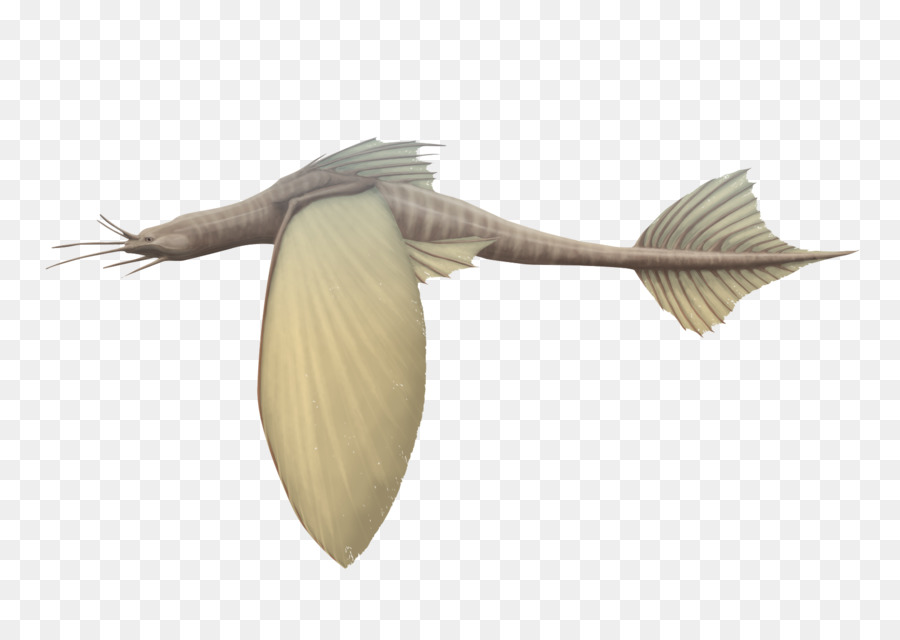 крыло，птица PNG