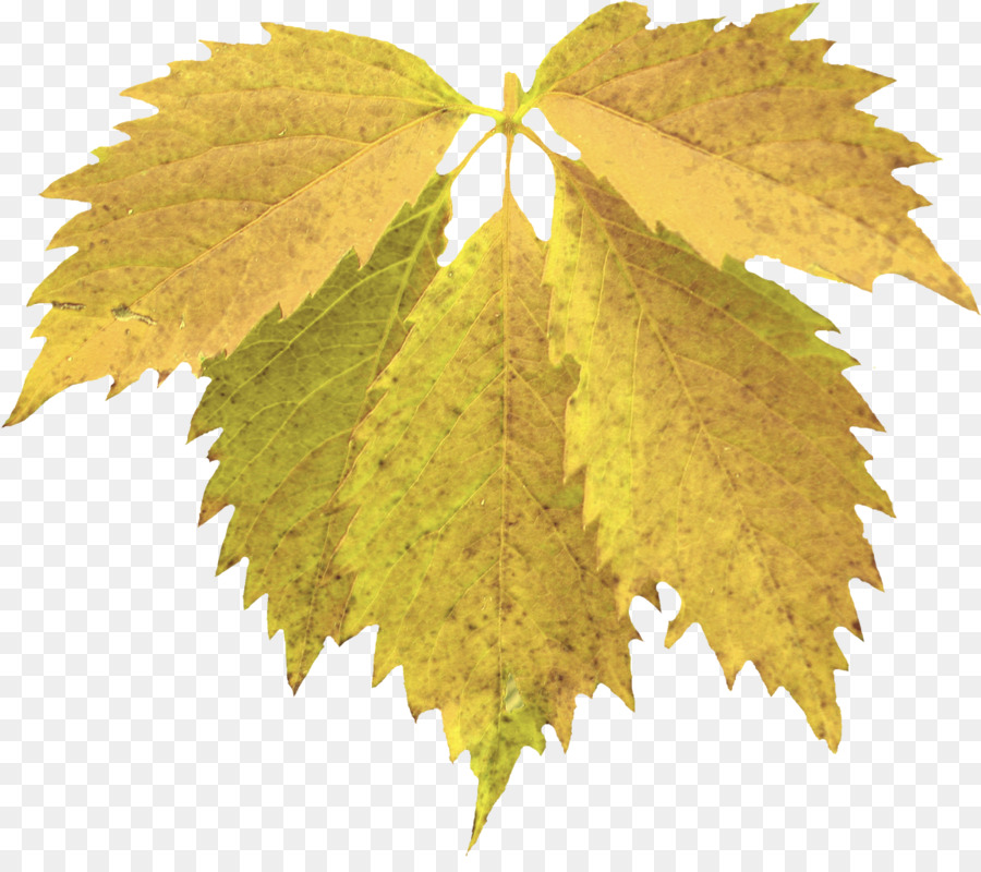 виноградные листья，кленовый лист PNG