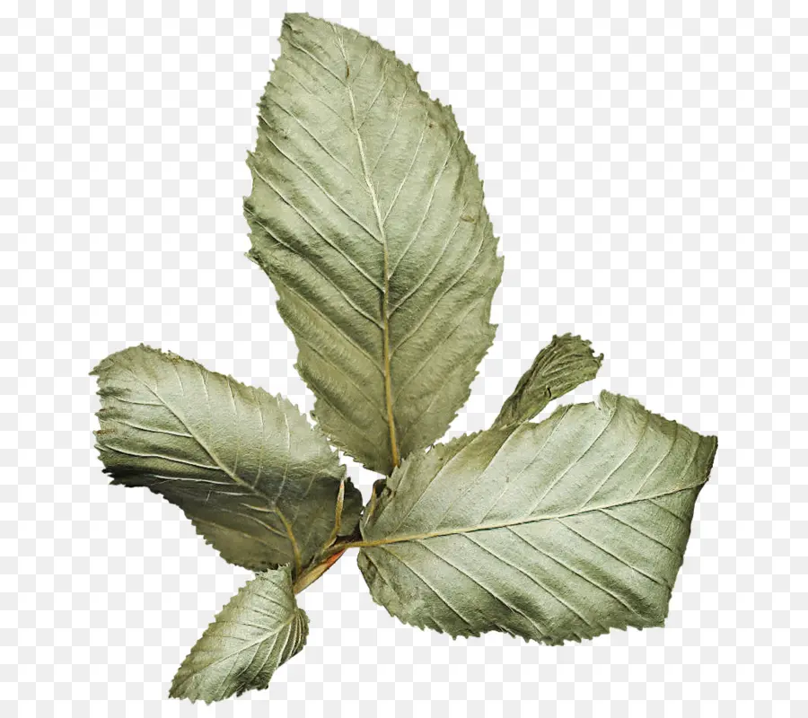 лист，травы PNG