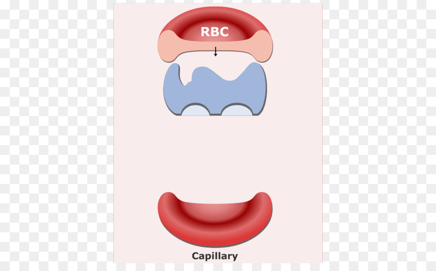 Красные кровяные тельца，капиллярный PNG