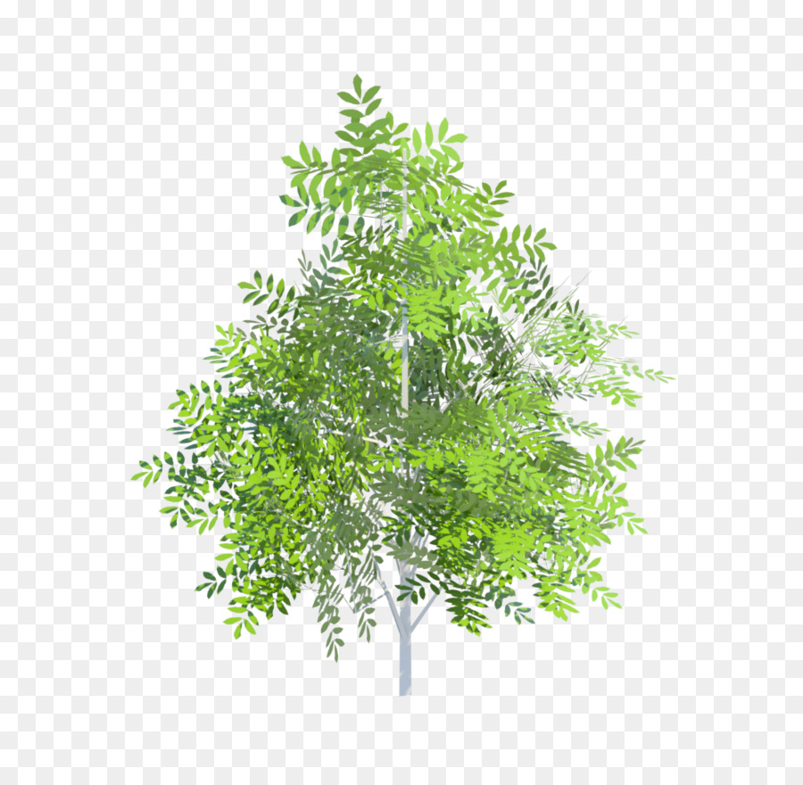 вечнозеленые，лист PNG