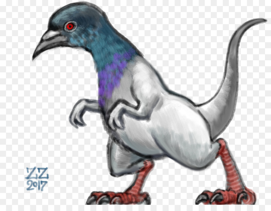 сизый голубь，Columbidae PNG