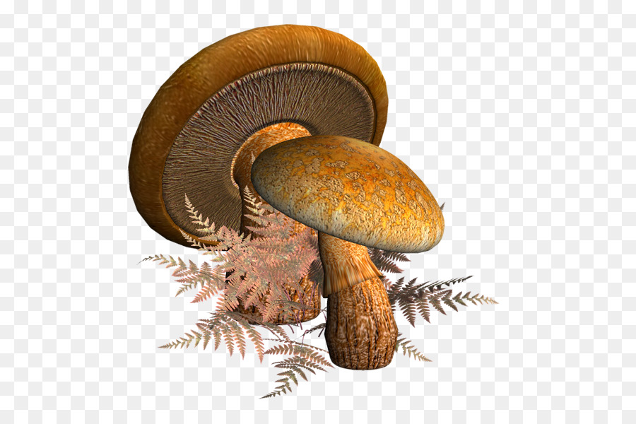 как выращивать грибы，гриб PNG