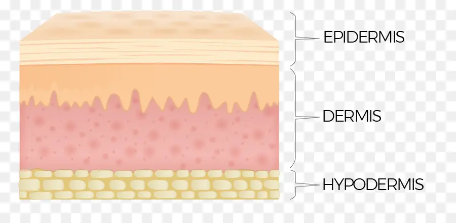 Слои кожи，эпидермис PNG