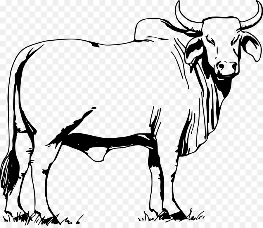 Ox，Брахман крупного рогатого скота PNG