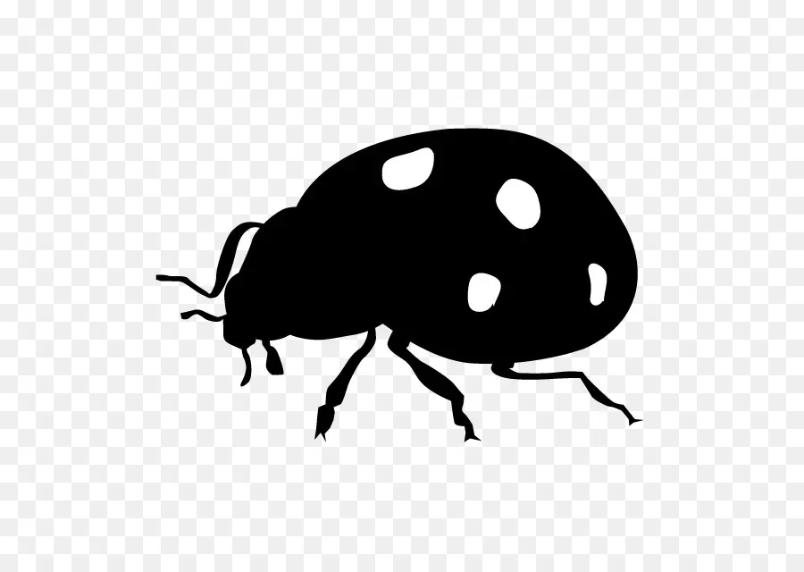 Божья коровка жук，насекомое PNG