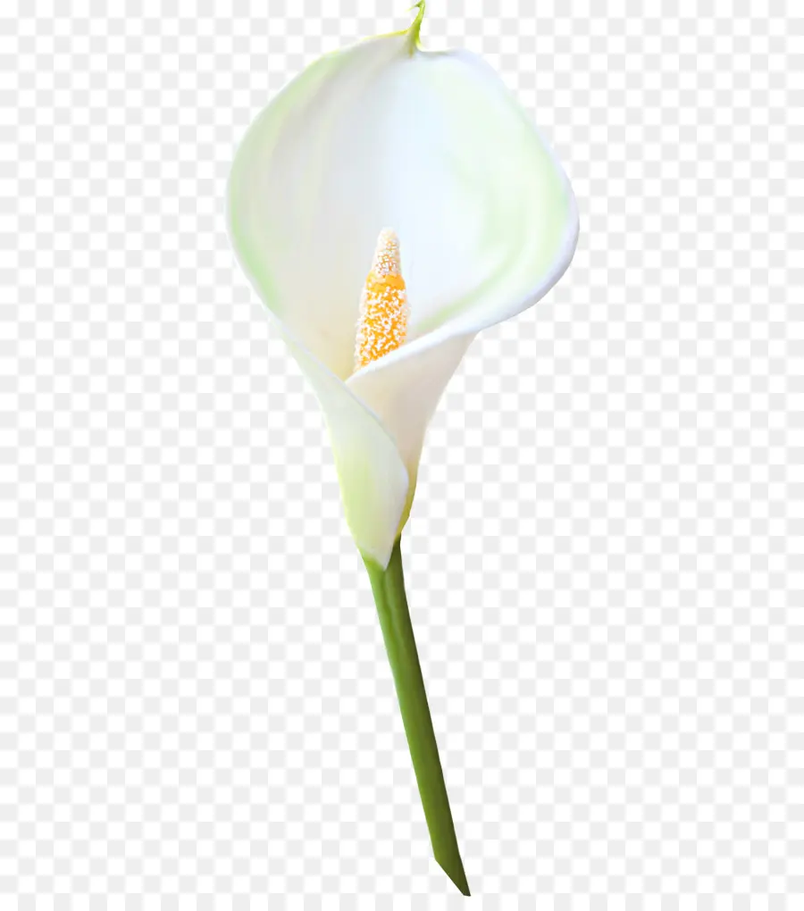 Arumlily，Madonna Lily PNG