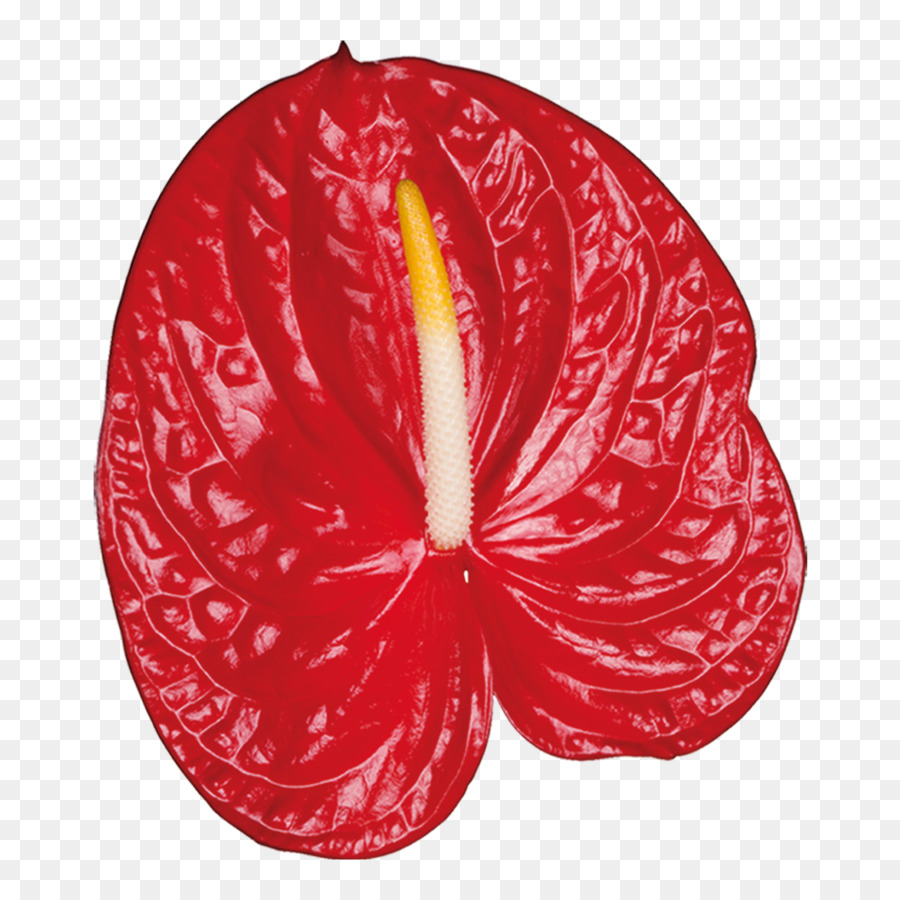 Laceleaf，цветок PNG