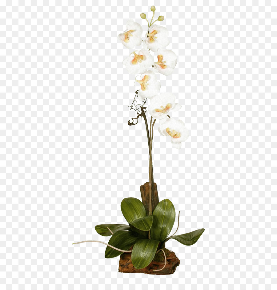 Орхидея на длинном стебле