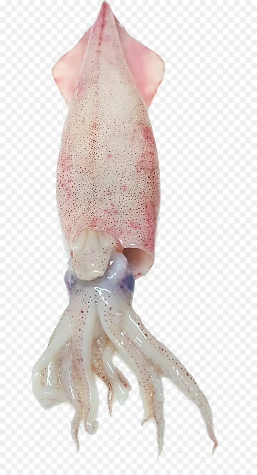 кальмары，осьминог PNG